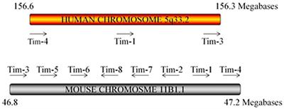 Novel Roles of the Tim Family in Immune Regulation and Autoimmune Diseases